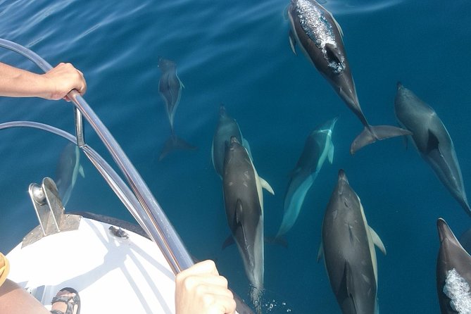 2 h Estepona Bay Tour - Dolphin watching, tuna, turtles, and flying fish
