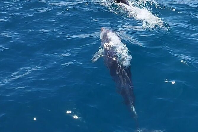 2 h Estepona Bay Tour - Who should book this Estepona cruise
