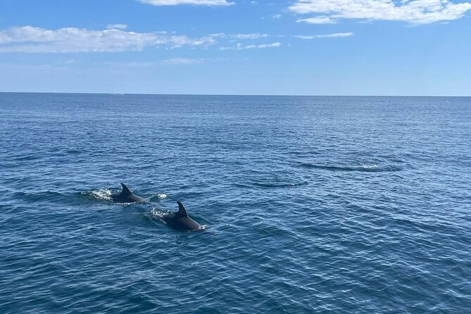 2-Hour Excursion in Search of Dolphins/ Includes Drink and Snacks - Drinks, snacks, and the onboard mood