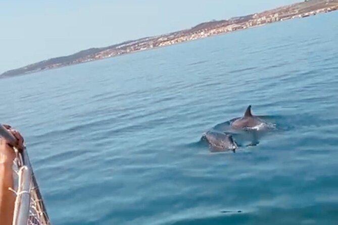 2-Hour Excursion in Search of Dolphins/ Includes Drink and Snacks - Why the 12-person limit matters