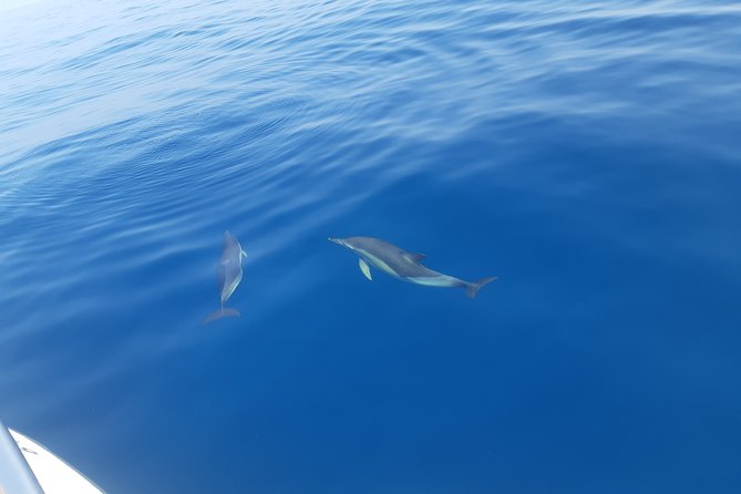 2 Hours Dolphin Watching in Marbella - Two hours along Marbella’s coast