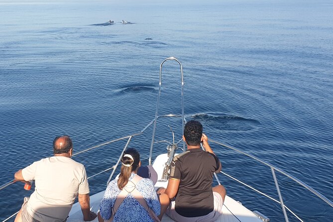 2 Hours Dolphin Watching in Marbella - How much value do you get for $696.14?