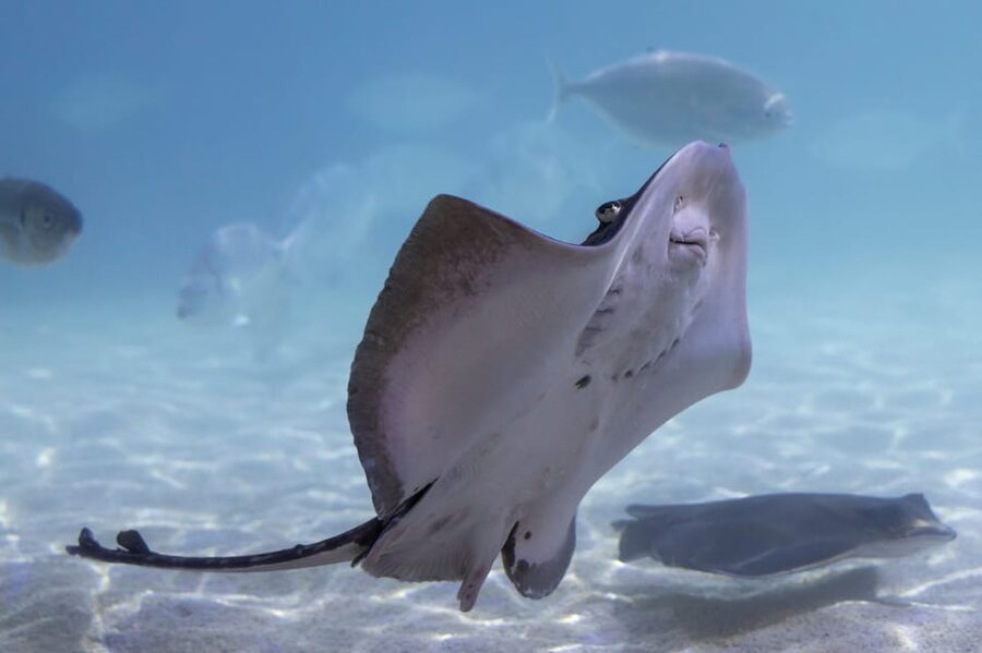 Benalmadena Aquarium Visit - Is $25 good value?