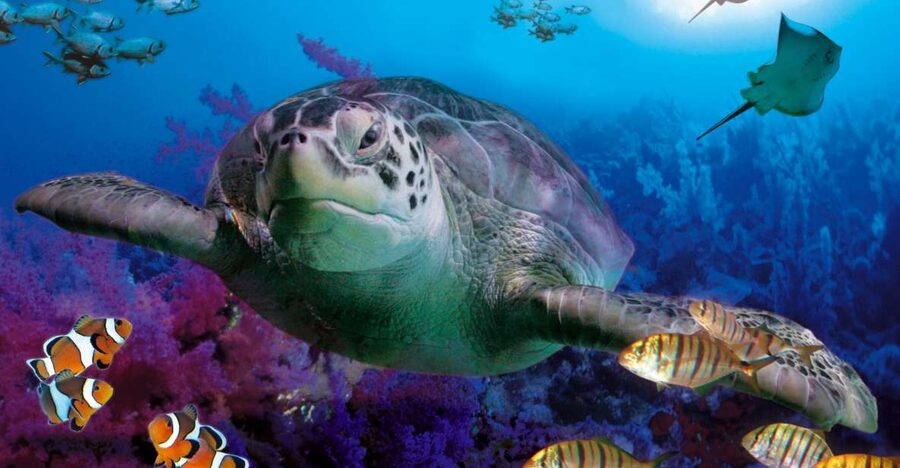 Benalmadena Aquarium Visit - The 180-degree tunnel and green turtle