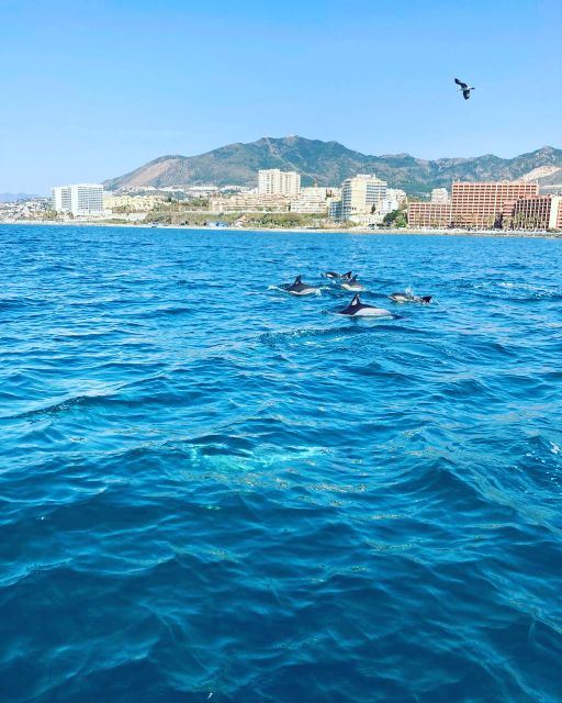Benalmádena: Costa del Sol License-Free Boat Rental - The real price and where value changes