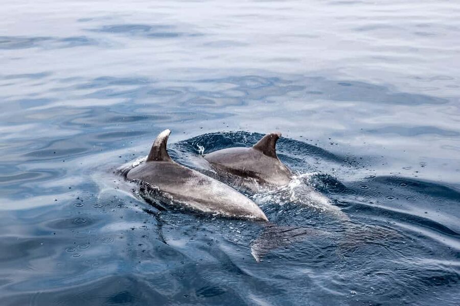 Benalmadena: Dolphin Sighting Boat Tour - Key points before you book