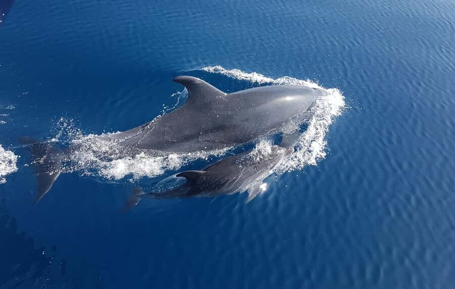 Benalmadena: Dolphin Sighting Boat Tour - Forty minutes looking for dolphins