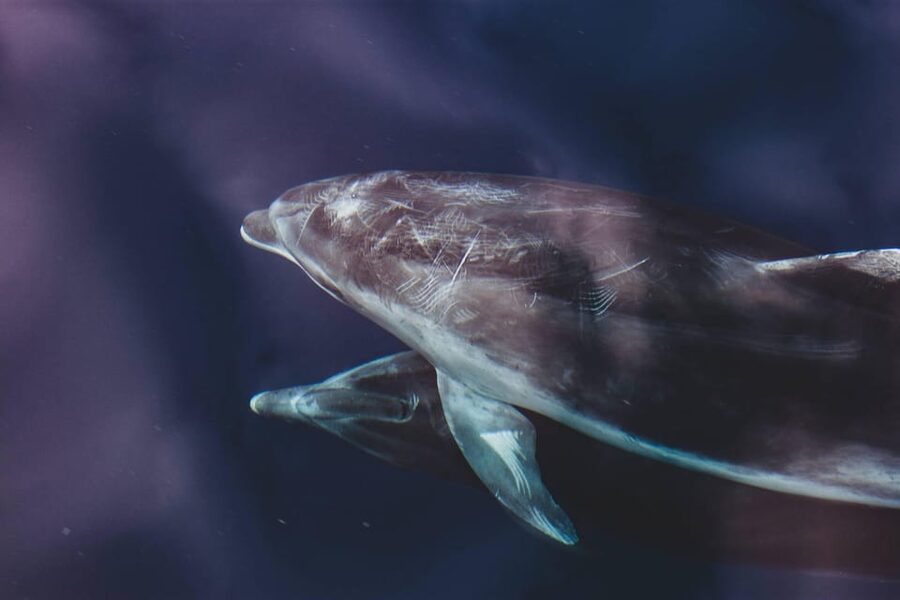 Benalmadena: Dolphin Sighting Boat Tour - Simple ways to prepare