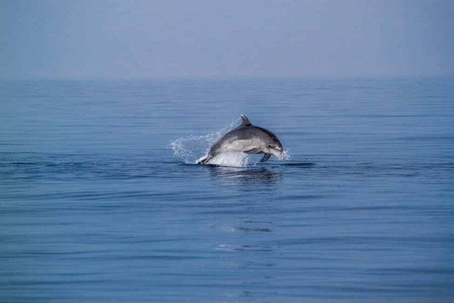 Benalmadena: Dolphin Sighting Boat Tour - The first 40 minutes across the Alboran Sea