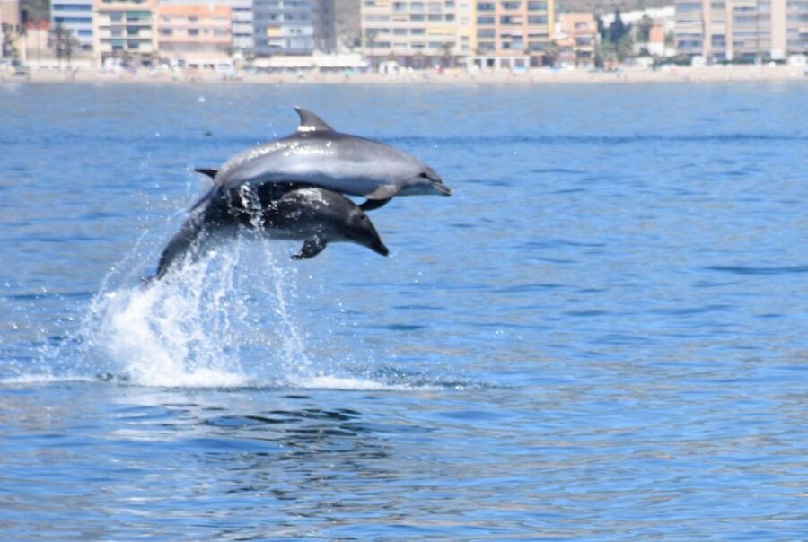 Benalmadena: Dolphin Watching Boat Tour - Key points to know before sailing