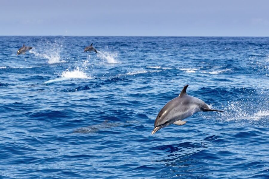Benalmadena: Dolphin Watching Boat Tour - Is $22 good value?