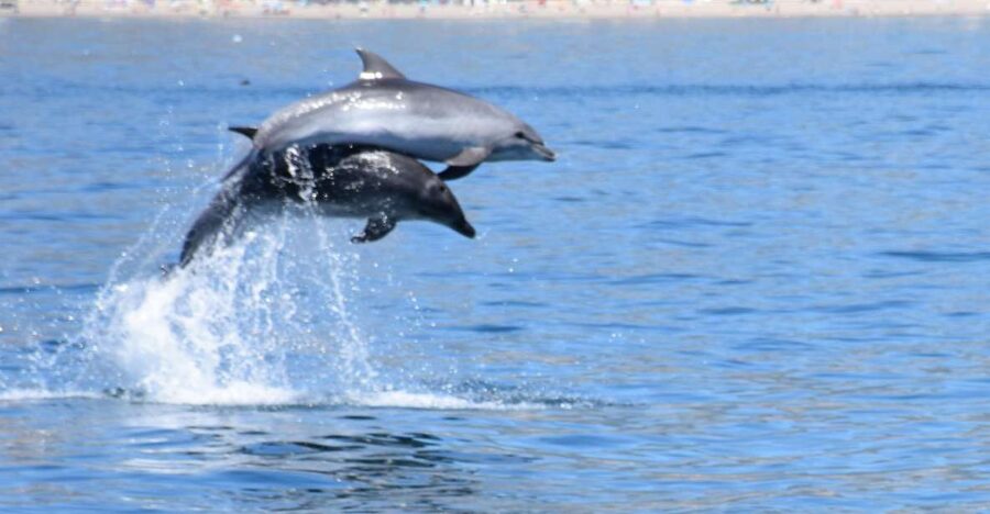 Benalmadena: Dolphin Watching Boat Tour - Coastal views toward Fuengirola