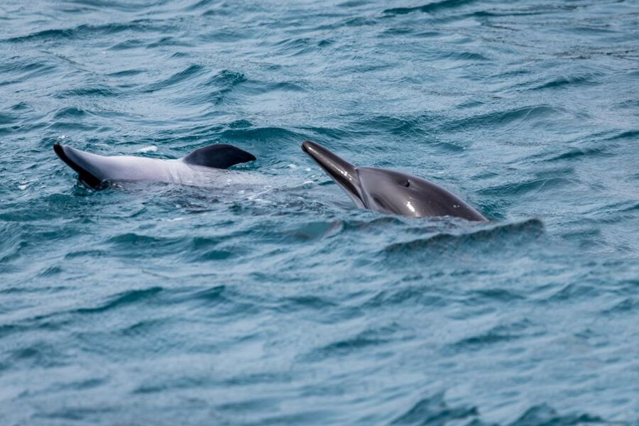 Benalmadena: Dolphin Watching Boat Tour - The possible summer swim stop
