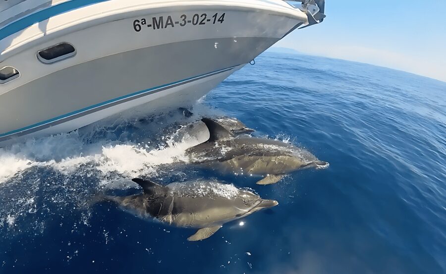 Benalmadena: Private Boat Trips - Is $201 per person good value?