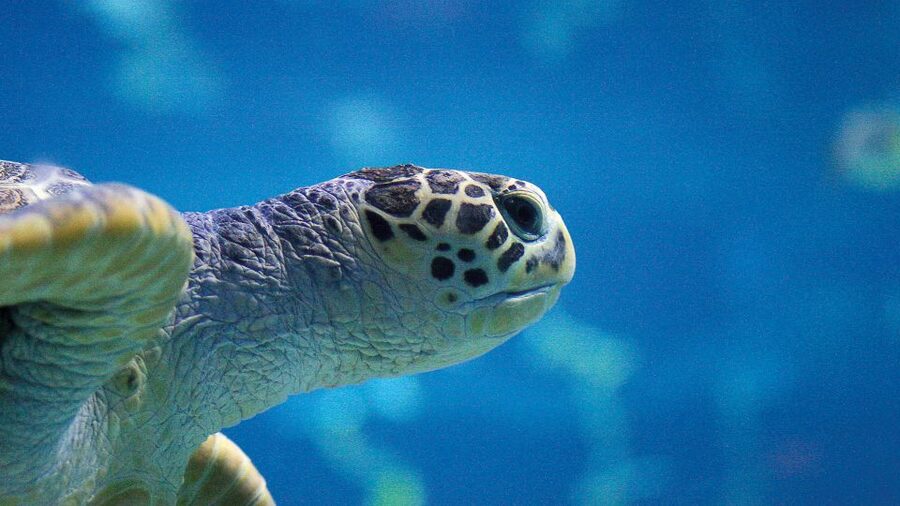 Benalmádena: Sea Life Benalmádena Premium Entry Ticket - Practical planning for your visit