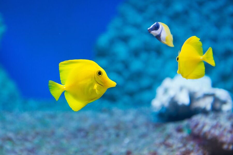Benalmádena: Sea Life Benalmádena Premium Entry Ticket - Feeding times, talks, and quiz trails