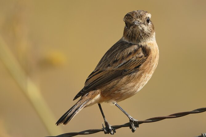 Birding Costa del Sol Day tour - Why this Costa del Sol birding day works