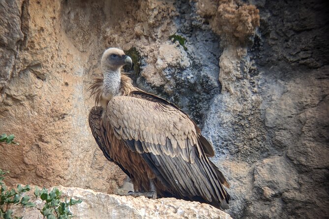Birding Costa del Sol Day tour - Rio Grande and the value of a quieter habitat