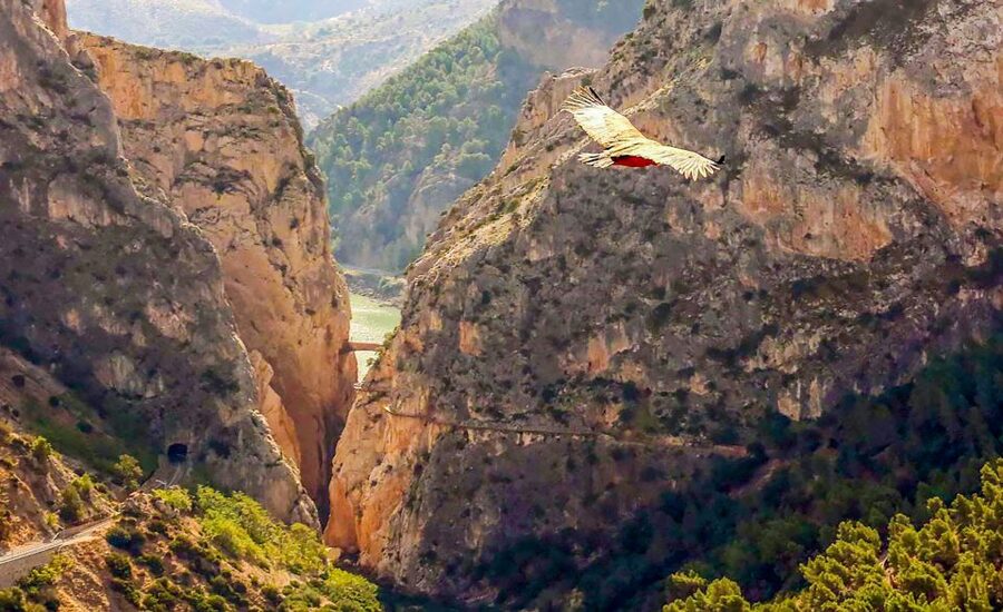 Caminito del Rey: Guided Tour and Entry Ticket - Who should book this Caminito del Rey tour?
