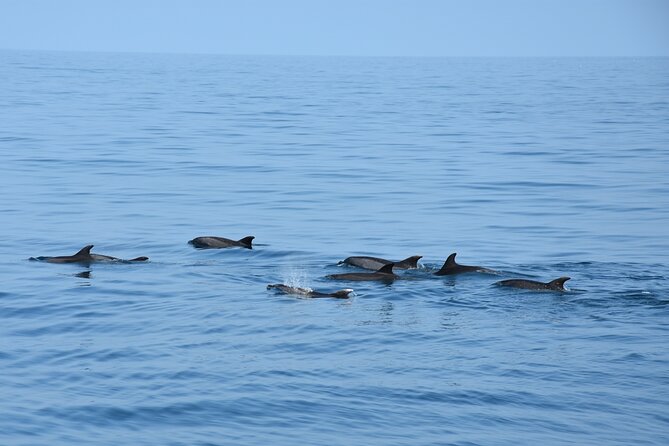 Dolphin Sightseeing Boat Tour from Benalmadena - Searching the Alboran Sea from Benalmádena