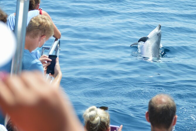 Dolphin Sightseeing Boat Tour from Benalmadena - Comfort on board, from toilets to the snack bar
