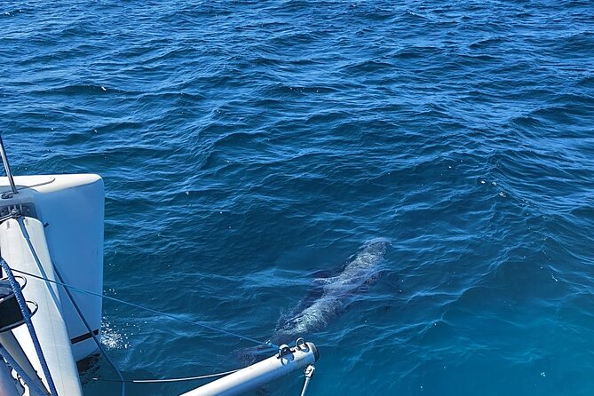 Dolphin trips on a catamaran - What two hours feels like on board