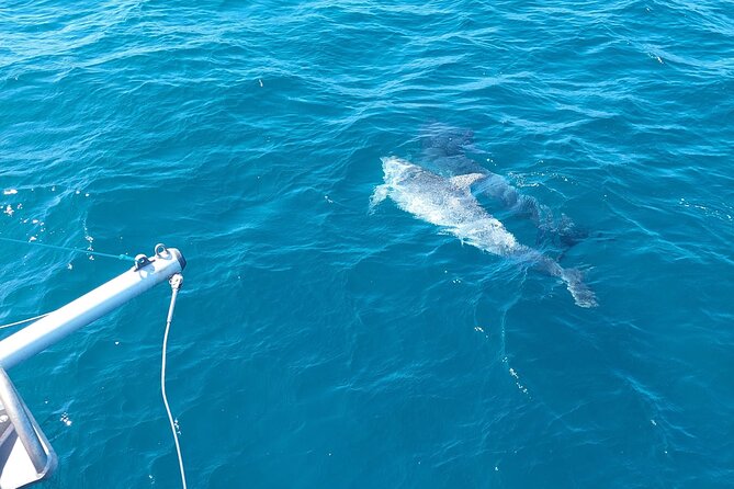 Dolphin trips on a catamaran - Sailing, engine power, and the wind