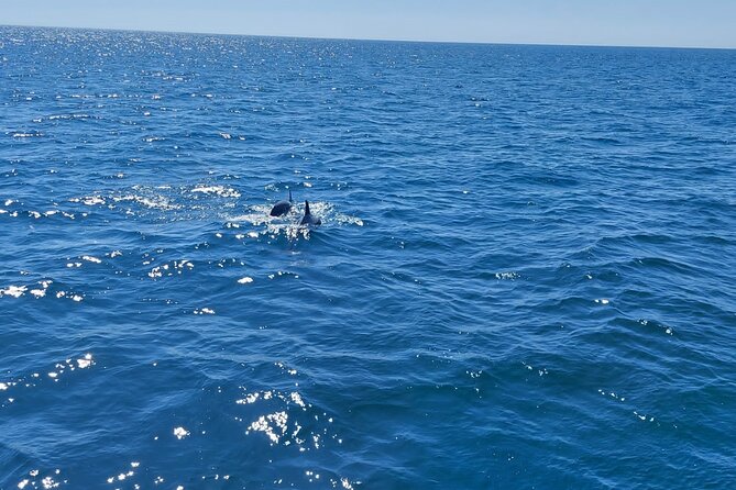 Dolphin trips on a catamaran - Swimming offshore when the sea allows