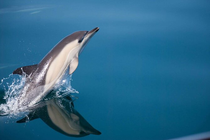 Dolphin Watching Adventure in Estepona Bay - Key points to know before you sail