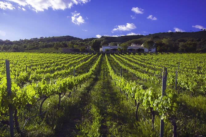 e-Bike (Self-Guided) & Winery tour - 20km Easy - Arriving at Bodega Joaquin Fernandez
