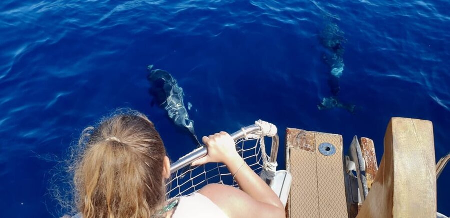 Estepona: Dolphin Search Boat Trip with Drink and Snacks - Key points to know before you sail