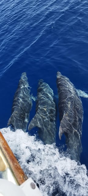 Estepona: Dolphin Search Boat Trip with Drink and Snacks - Should you book this Estepona boat trip?