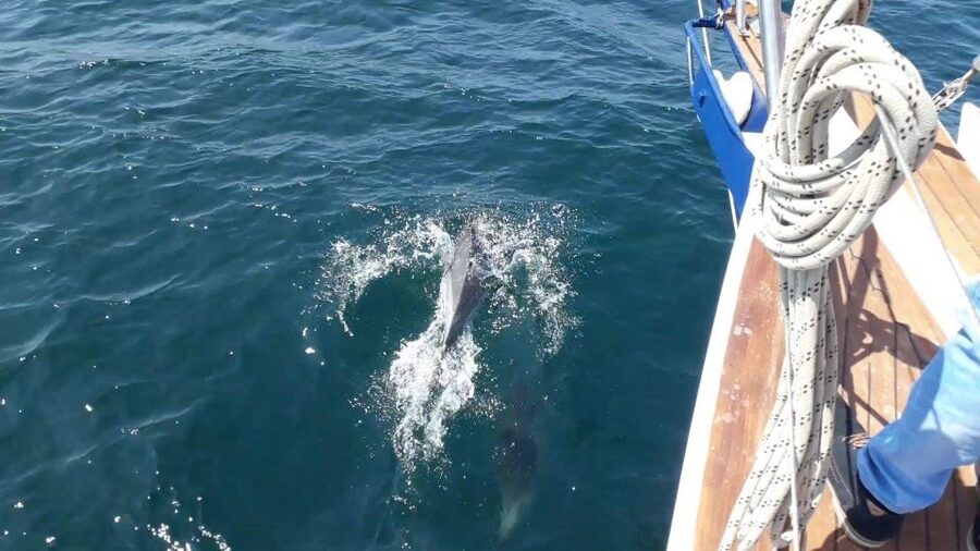 Estepona: Dolphin Watching Sailboat Cruise with Drink - A possible Mediterranean swim stop