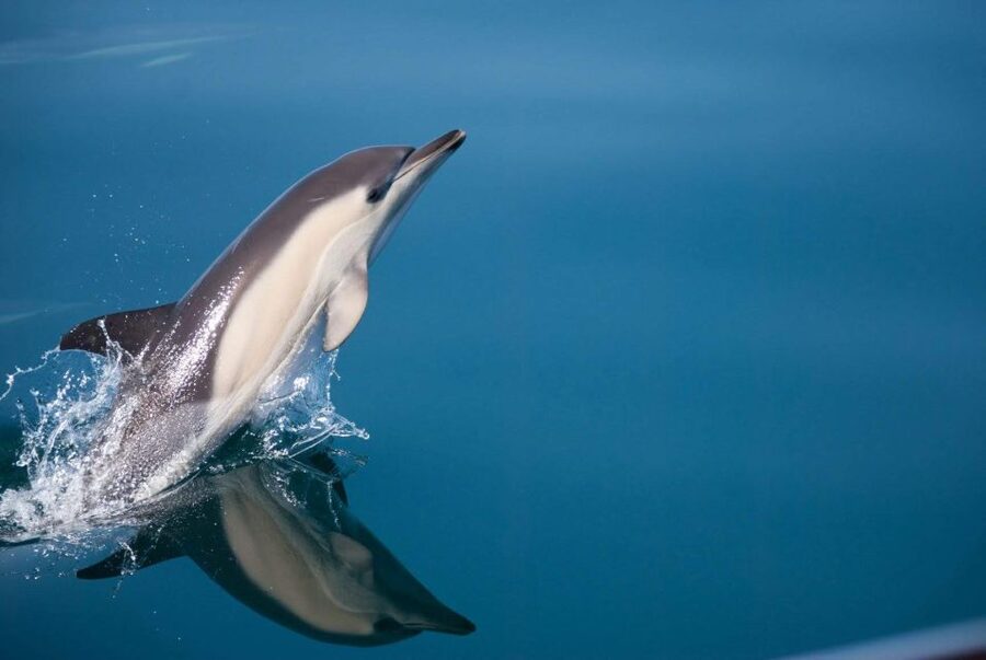 Estepona: Dolphin Watching Sailboat Cruise with Drink - The first hour: sailing the bay and reading the sea
