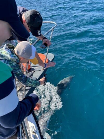 Dolphins Searching Sea Cruise with Drink & Snacks