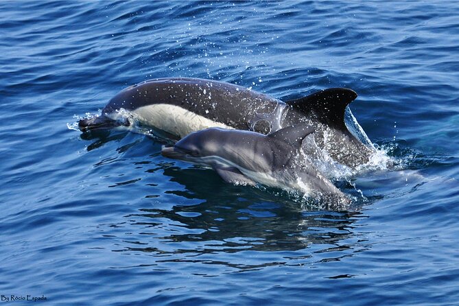 Excursion to Gibraltar with Dolphin Watching from Malaga - Crossing into Gibraltar and allowing extra time