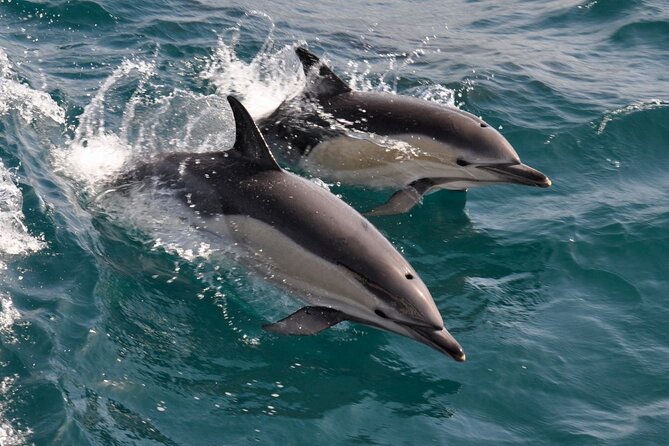 Excursion to Gibraltar with Dolphin Watching from Malaga - Who will enjoy this day most