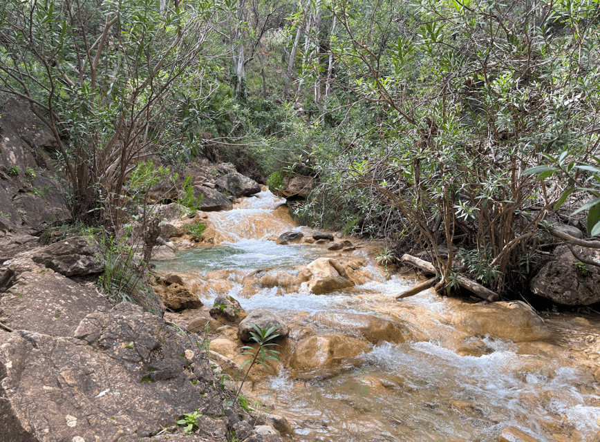Explore Marbella's Nature: Guided Hiking And Foraging Trip - The first 90 minutes: a steady start in the Sierra Blanca