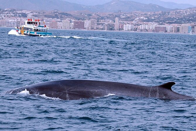 Ferry Benalmádena <> Fuengirola - Should you book the Benalmádena to Fuengirola ferry?