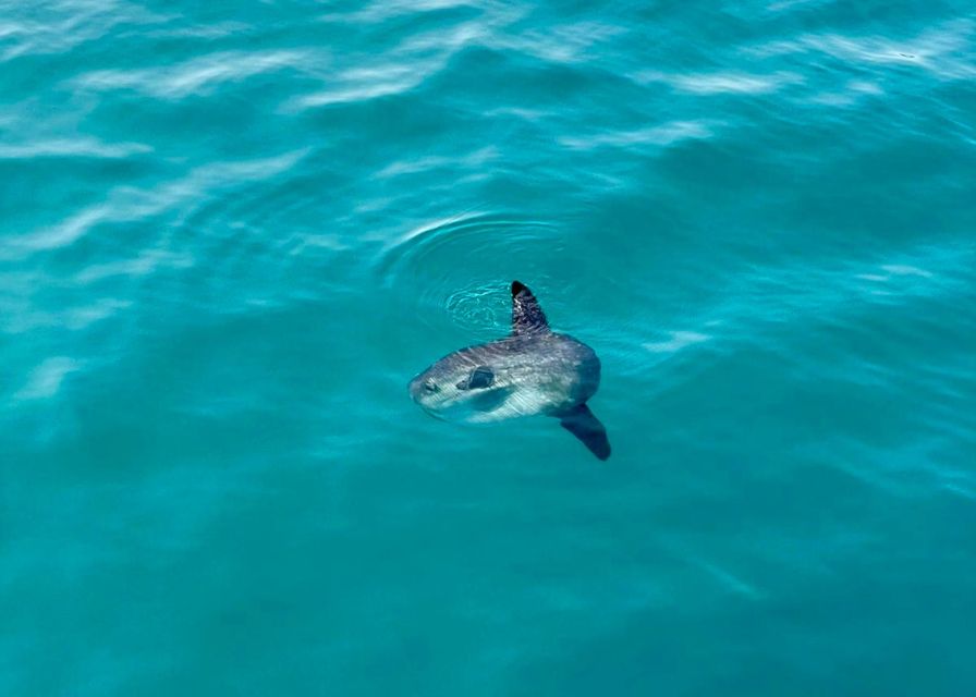 From Benalmádena & Torremolinos: Dolphin Watch Boat Trip - Meeting at the Marina and Avoiding a Missed Departure