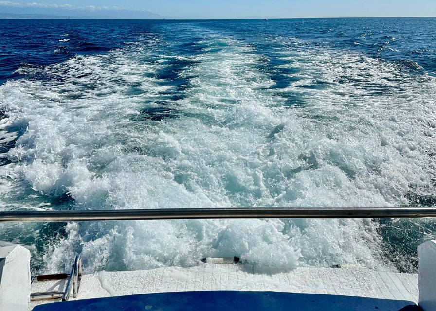 From Benalmádena & Torremolinos: Dolphin Watch Boat Trip - Timing, Weather, and What to Pack