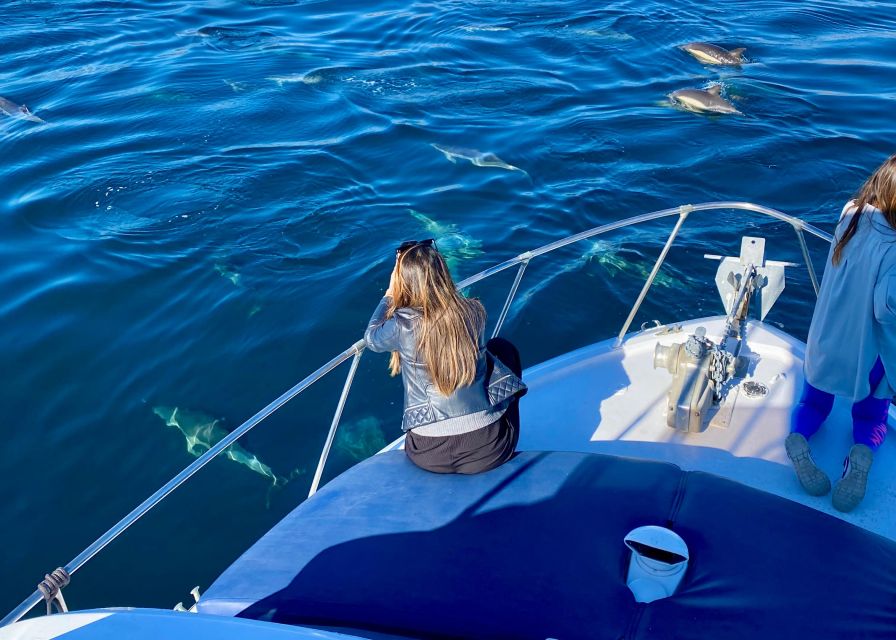 From Benalmádena & Torremolinos: Dolphin Watch Boat Trip - Thirty Minutes of Wildlife Watching