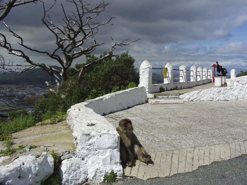 From Costa del Sol: Day Trip to Gibraltar with Guided Tour - Final verdict: book it for a first look at Gibraltar