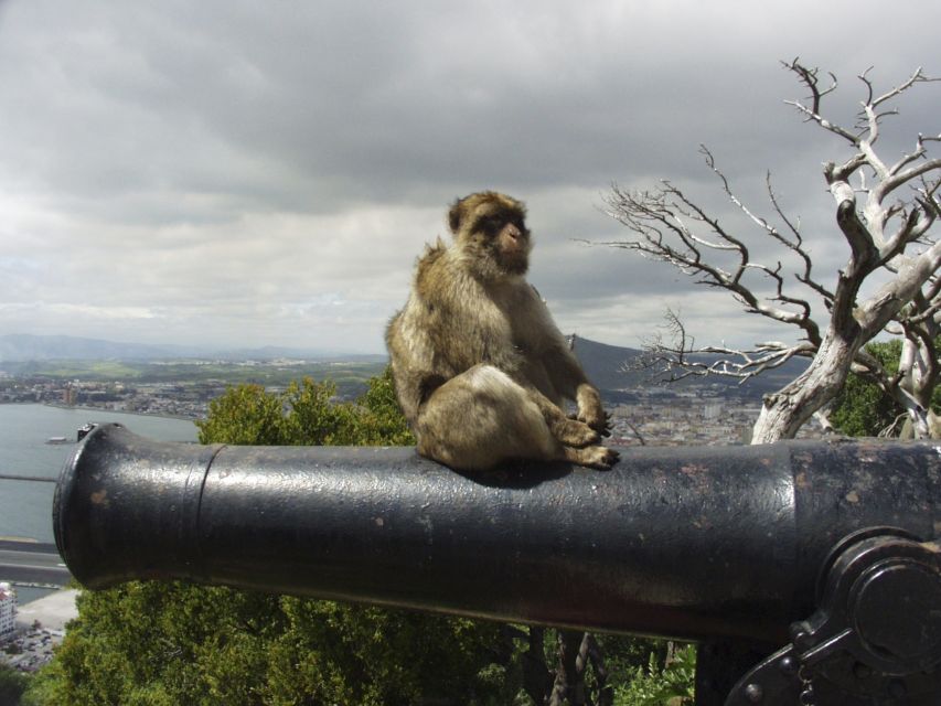 From Costa del Sol: Day Trip to Gibraltar with Guided Tour - Why Gibraltar works well as a day trip