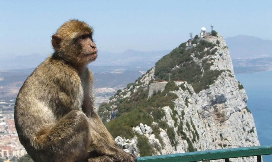 From Costa del Sol: Day Trip to Gibraltar with Guided Tour - Three and a half hours of free time, if the day runs to plan