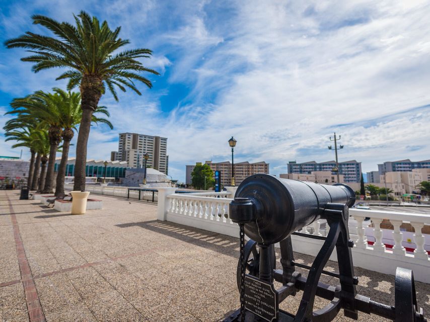 From Costa del Sol: Gibraltar Dolphin Watching by Boat - Key points at a glance