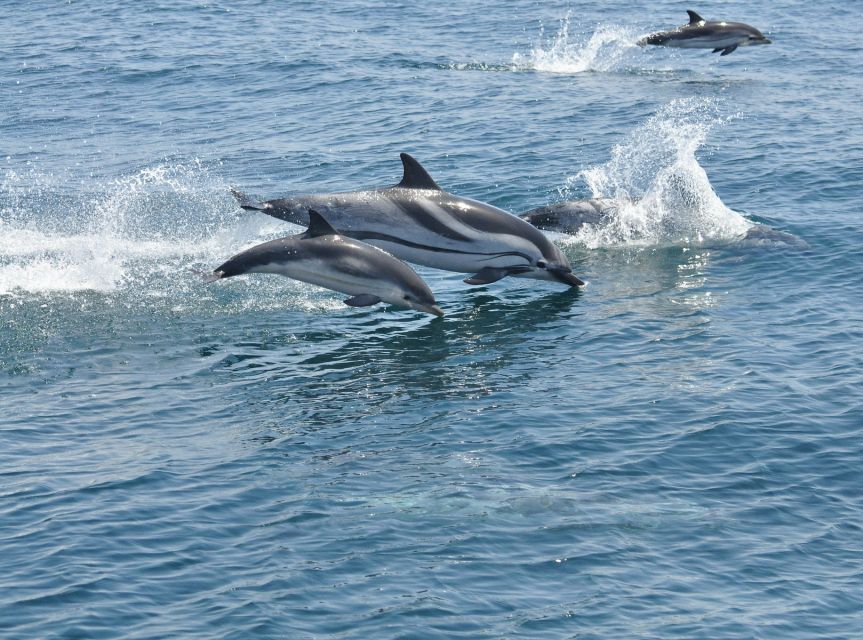 From Costa del Sol: Gibraltar Dolphin Watching by Boat - Making the most of 3.5 hours in Gibraltar