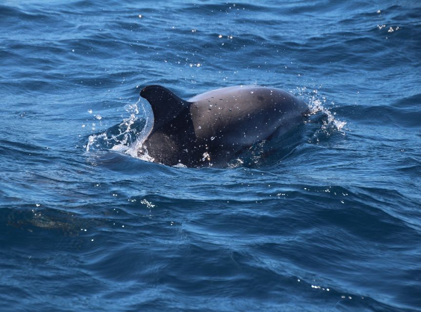 From Costa del Sol: Gibraltar Dolphin Watching by Boat - Is $106 a fair price?