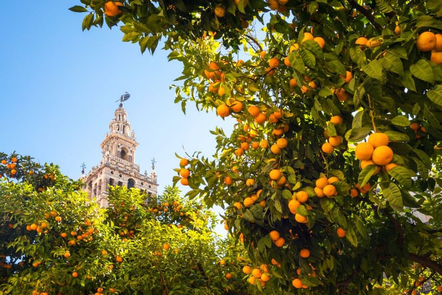 From Costa del Sol: Seville Day Trip - The Three-Hour Coach Ride and Breakfast Stop
