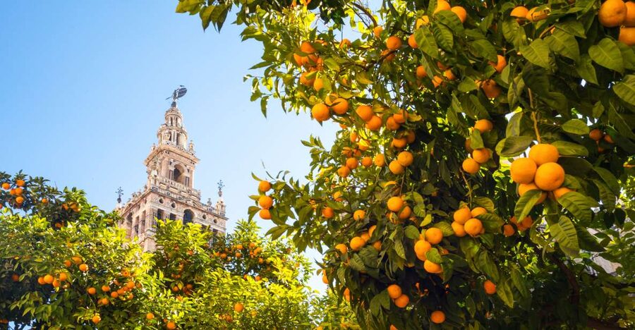 From Costa del Sol: Seville Day Trip - Las Setas and a Different View of Seville